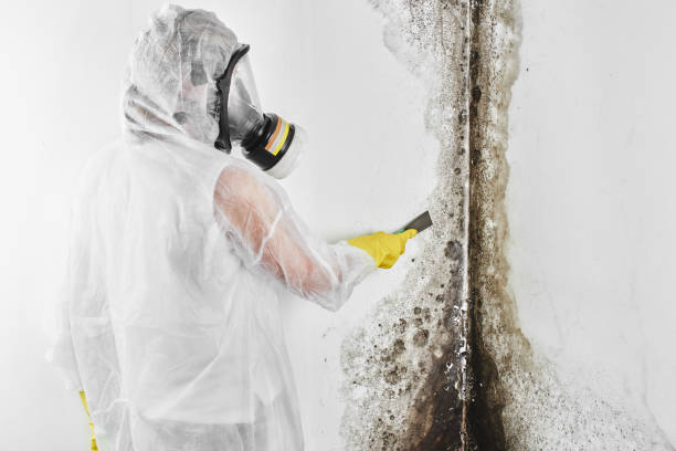 Best Mold Removal Specialists  in Girard, PA