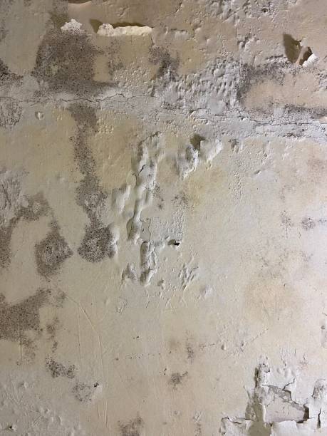 Best Mold Cleaning Services  in Girard, PA