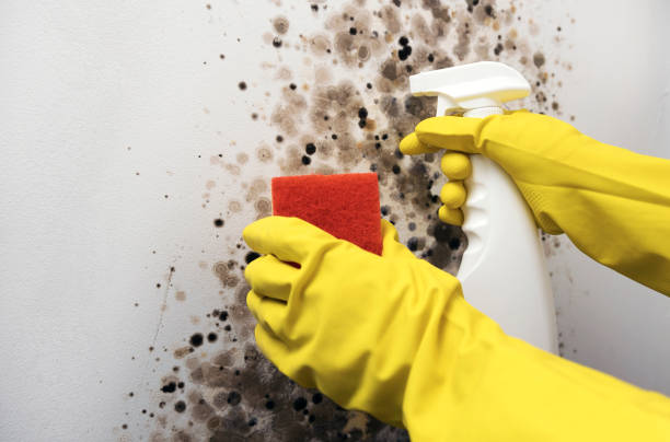Best Commercial Mold Removal  in Girard, PA