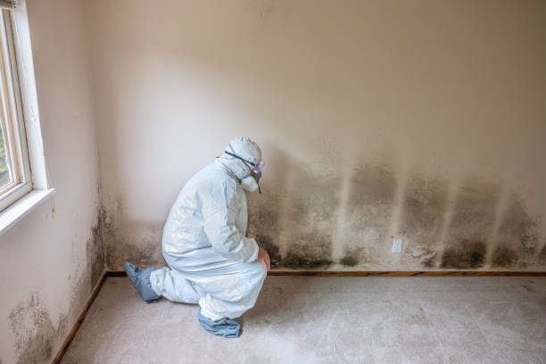 Best Mold Removal Process  in Girard, PA