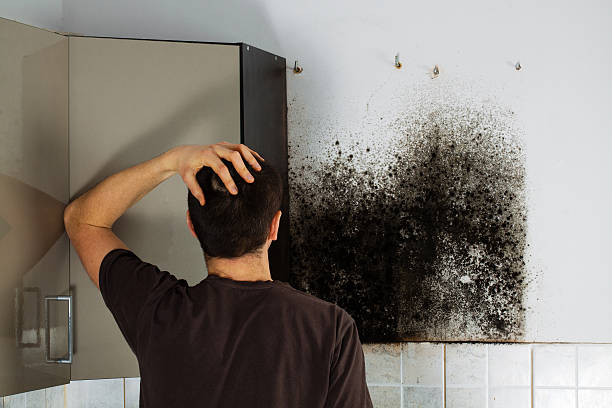 Mold Removal Process in Girard, PA