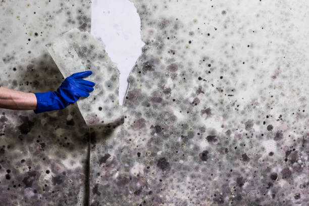 Best Mold Inspection  in Girard, PA