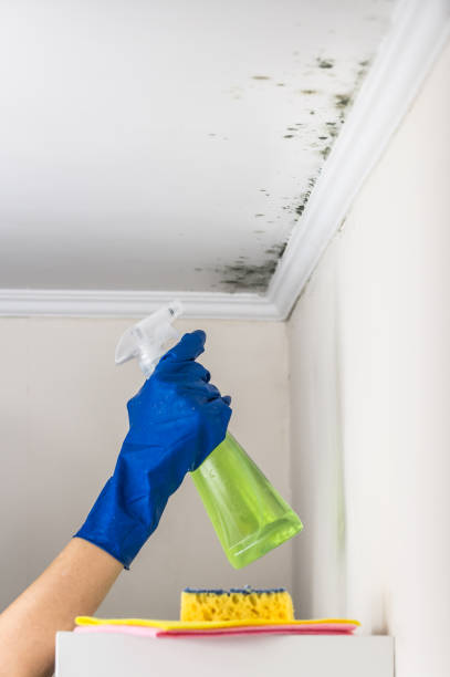 Best Fast Mold Removal  in Girard, PA