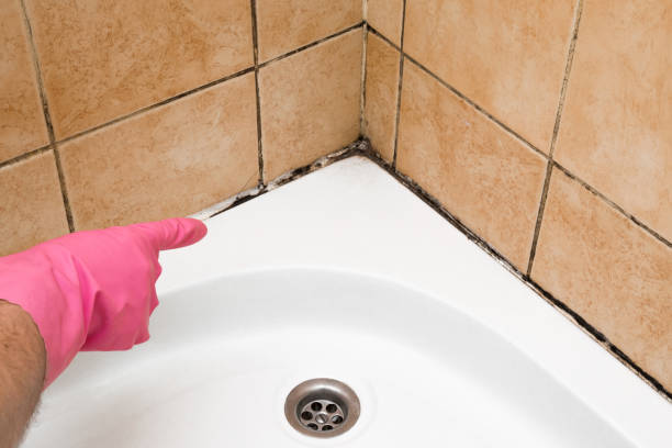 Best Home Mold Removal  in Girard, PA